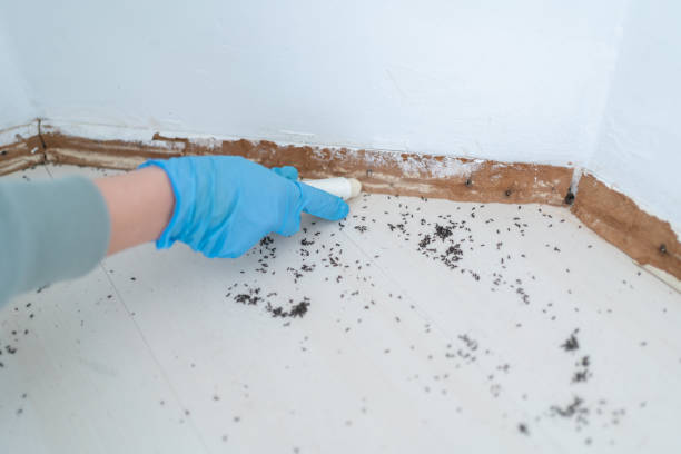 Flea Control Services in La Salle, CO